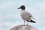 Swallow-tailed Gull